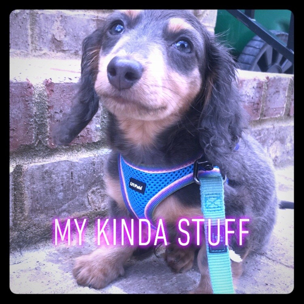 Dog Items